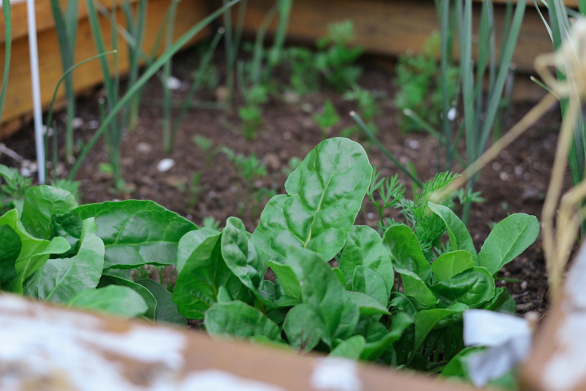 Een Eigen Moestuin Aanleggen Todio