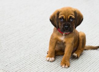 Hoe wordt een pup snel zindelijk? puppy