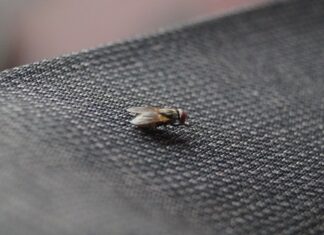 10 Tips om vliegen te verjagen huisvlieg