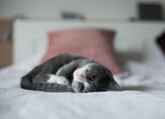 Wat je moet weten bij de aanschaf van een kitten Wat je moet weten bij de aanschaf van een kitten