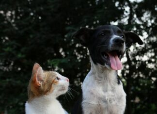 Verschillen tussen honden en katten: lees hier wat ze allebei bijzonder maakt hond en kat