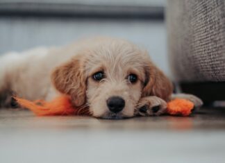 De aanschaf van een puppy