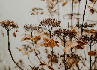 De voordelen van droogbloemen