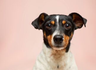 Dit geef je jouw hond te eten