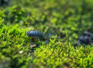 Zo haal je leuke beestjes in de tuin